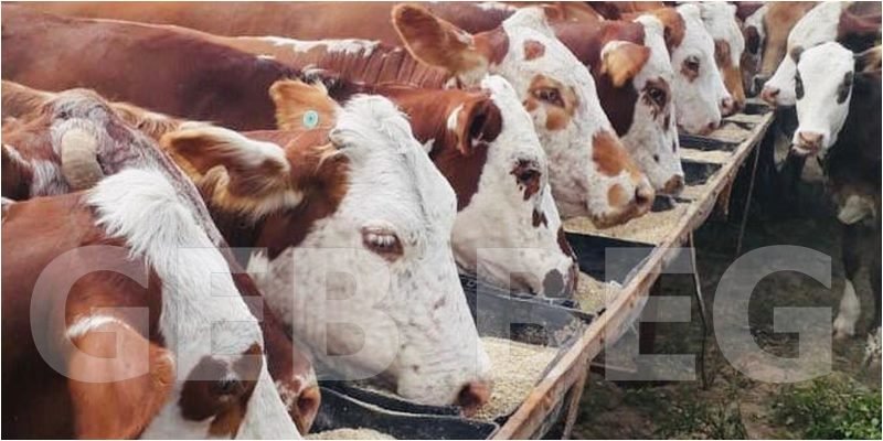 Pecuária - Criadores de bovinos de corte das raças Hereford e Braford