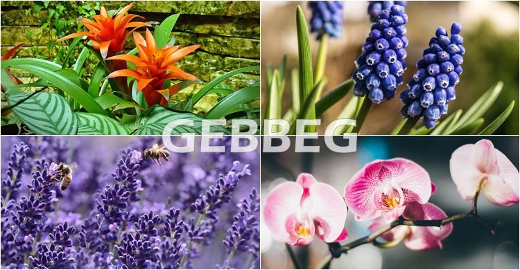 Gebbeg Floricultura : Flores da Primavera